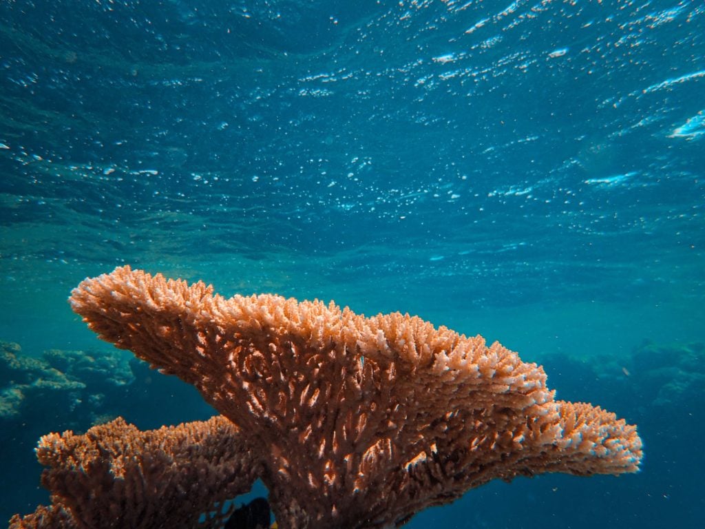 Climate change causes coral bleaching