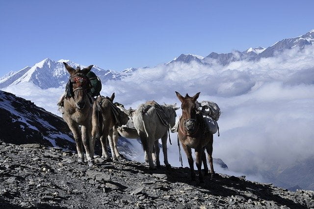 Donkeys in the Himalayas