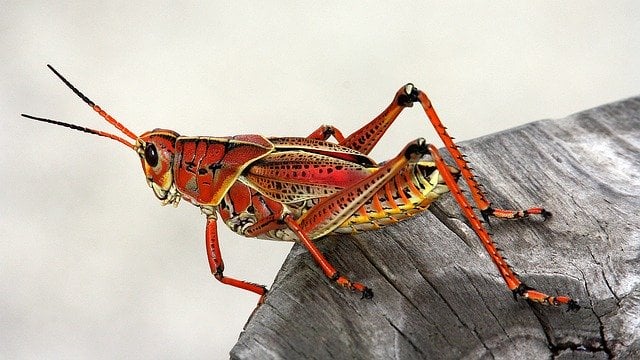 Grasshopper of rainforest