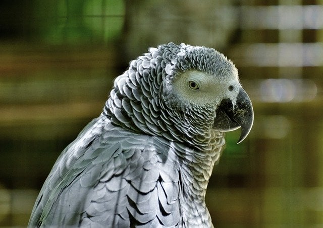 Gray parrot in tropical biome
