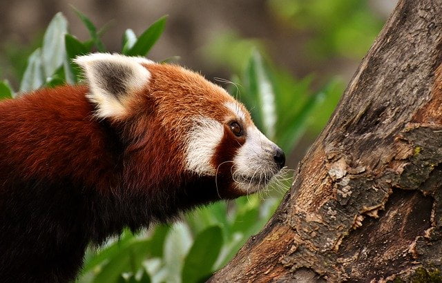 Red panda of Himalaya