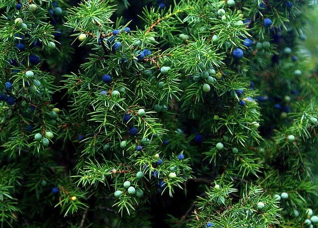 Juniper tree in Himalayas