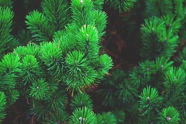 Pine trees in Himalayas