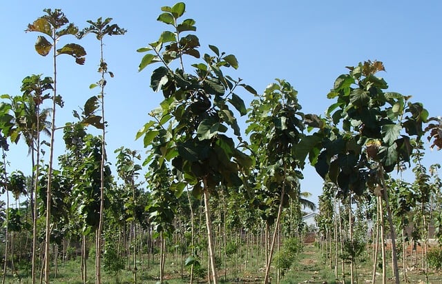 teak plantation