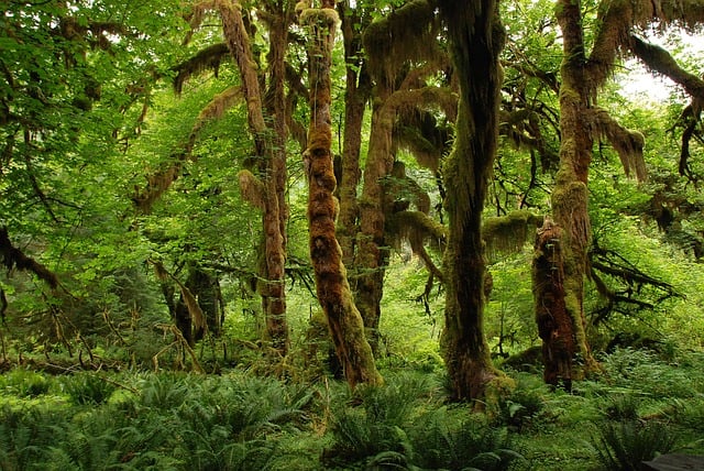 rainforest biome animals