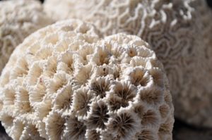 Bleaching of coral reefs