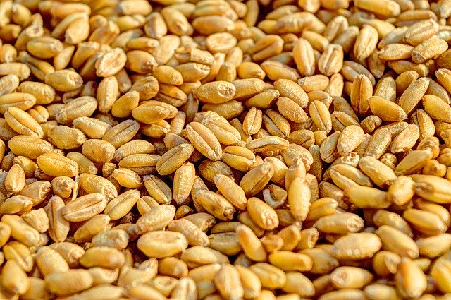 lack of high quality seeds in bihar