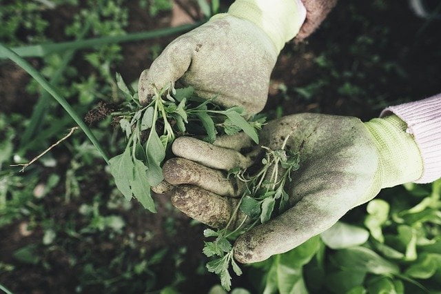 weeds in bihar