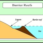 coral reefs