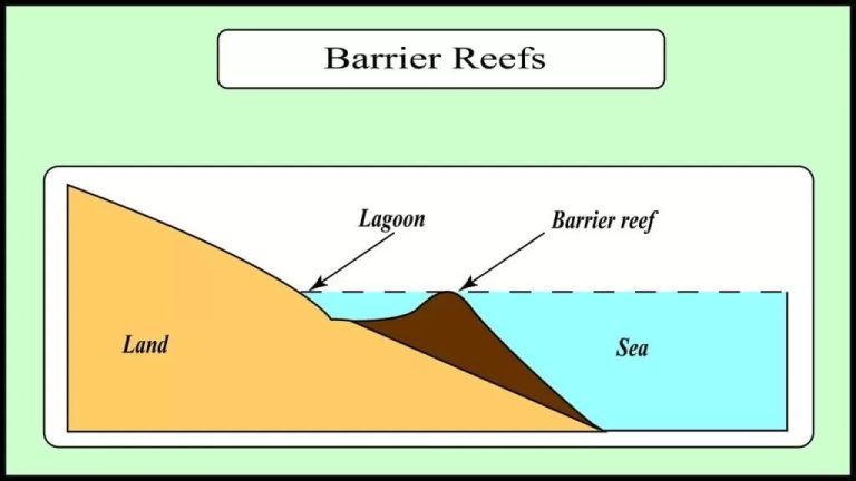 coral reefs