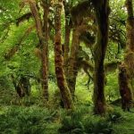Tropical rainforest