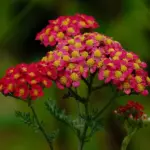 Seasonal