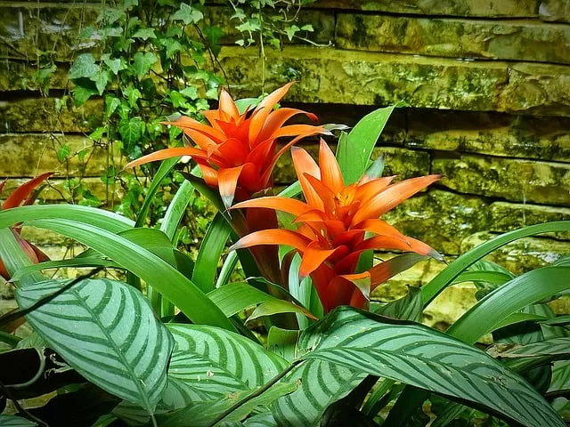 Bromeliad flower in the rainforest
