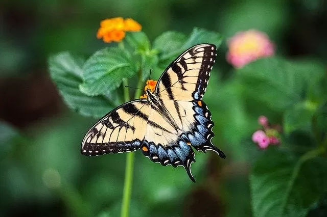 Butterfly in tropical rainforest