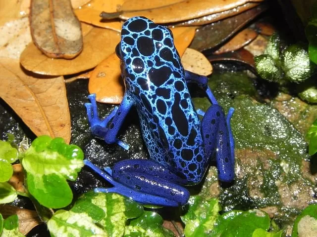 Dart frog of tropical rainforest biome