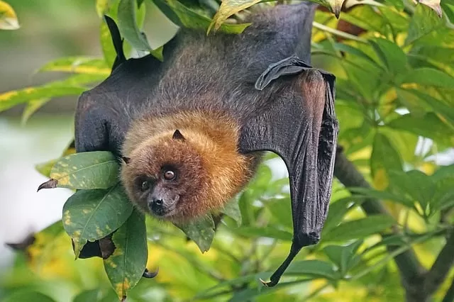 Flying fox in tropical rainforest