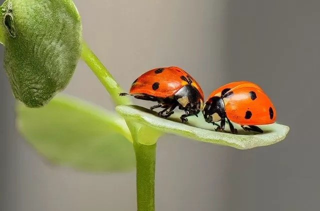 Ladybugs in tropical biome