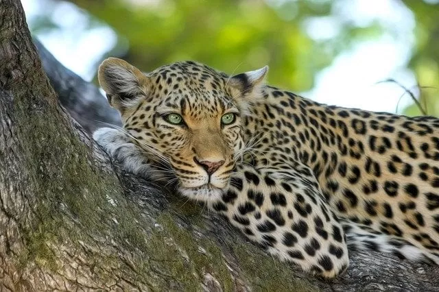 Leopards in tropical forests