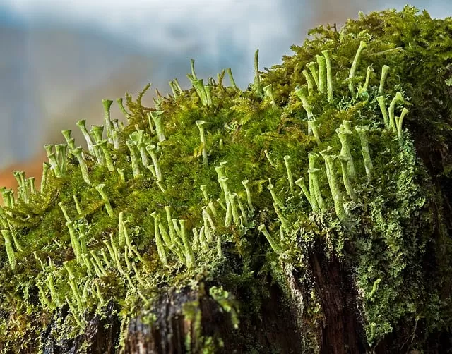 Lichens of tropical rainforest