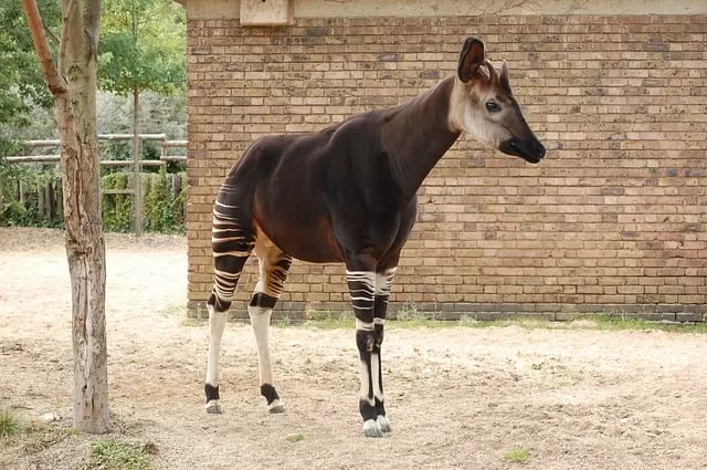 Okapi in tropical rain forest