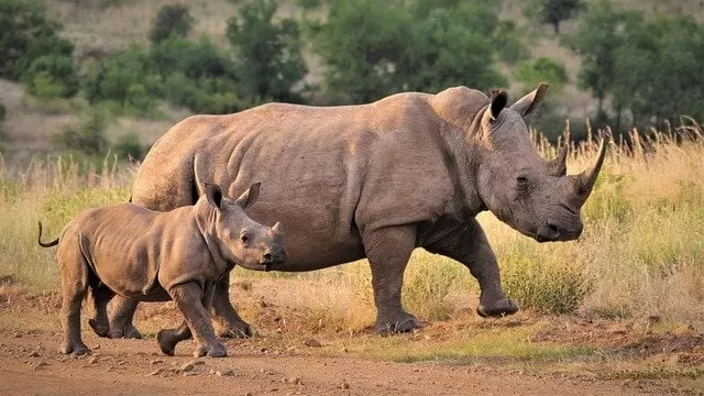 Rhino in tropical forest
