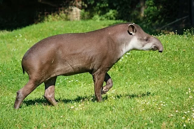 Tapir of tropical forest