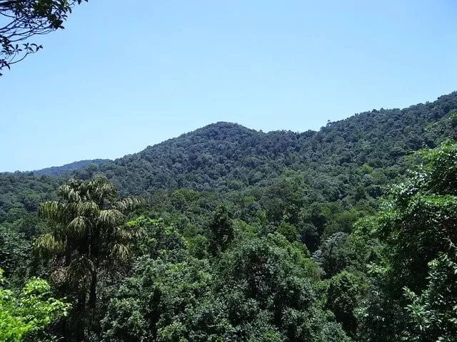very dense forests