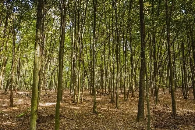 Moderately dense forests in Bihar