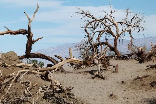 Scrub lands