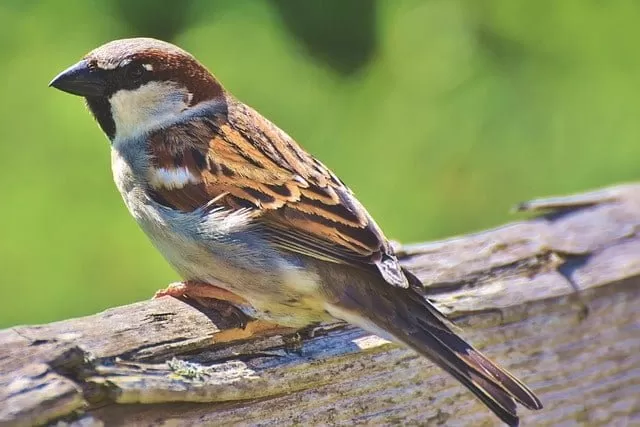 state bird of bihar- sparrow